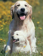 labrador.jpg