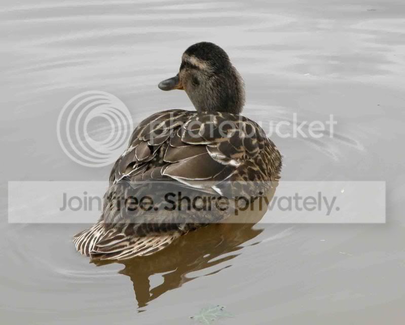 Picture2012copyx.jpg