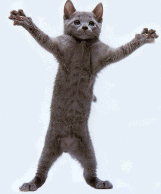 dancing-cat.gif