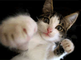 cat-punching.gif